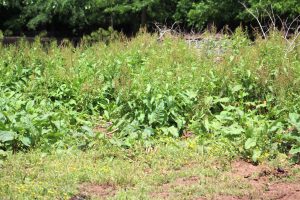 Natural Weed Prevention – Teach One Reach One