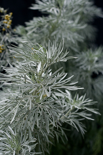 What is Wormwood Anyway?