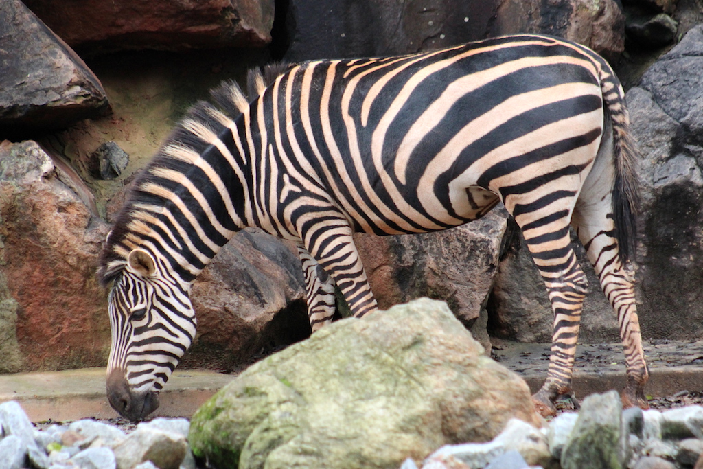 Adam Names the Animals – Teach One Reach One