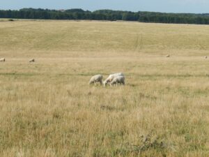 What Sheep Can Teach Your Children About Jesus - Parenting Like Hannah