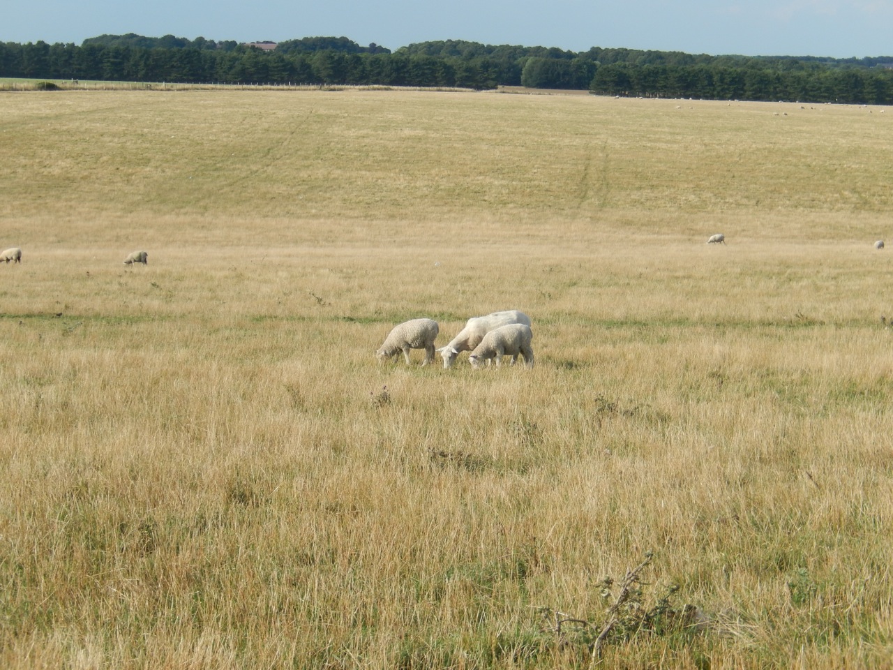 What Sheep Can Teach Your Kids About Jesus