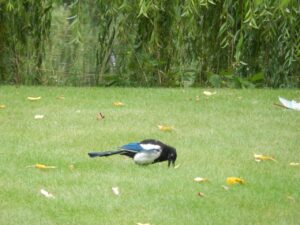 Kids, Bird Feeders and God _ Parenting LIke Hannah