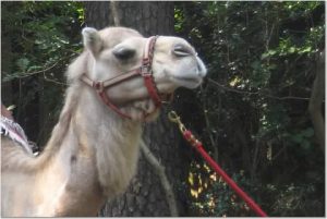 Kids, Camels and Fun with Serving Others?