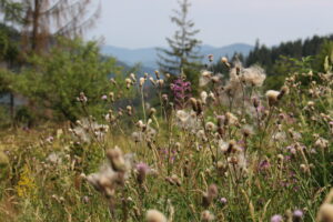 5 Tips for Raising a Quiet Child - Parenting Like Hannah