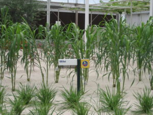 Fun Flexible Family Devotional - Parenting Like Hannah